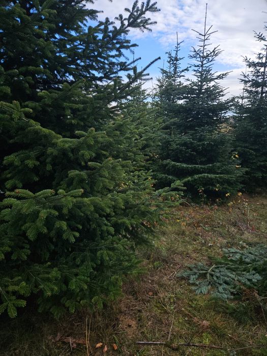 Brazi de craciun si cetina