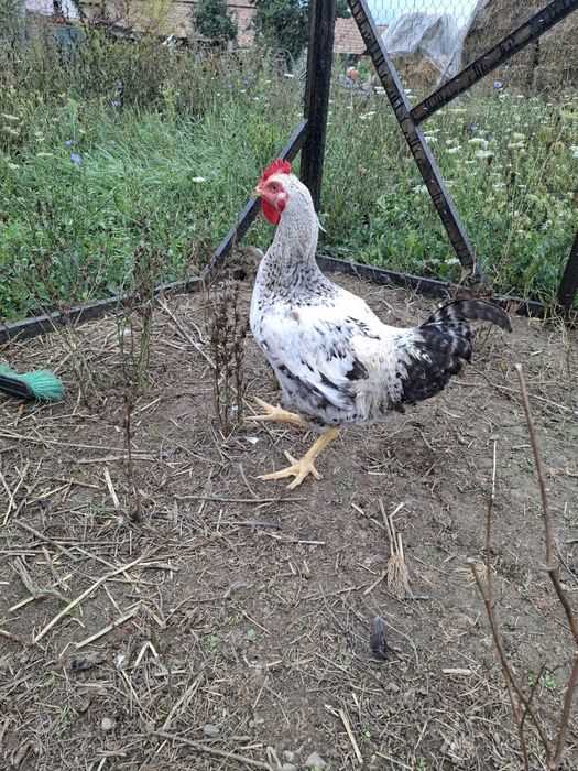 Cocoș tânăr de vanzare