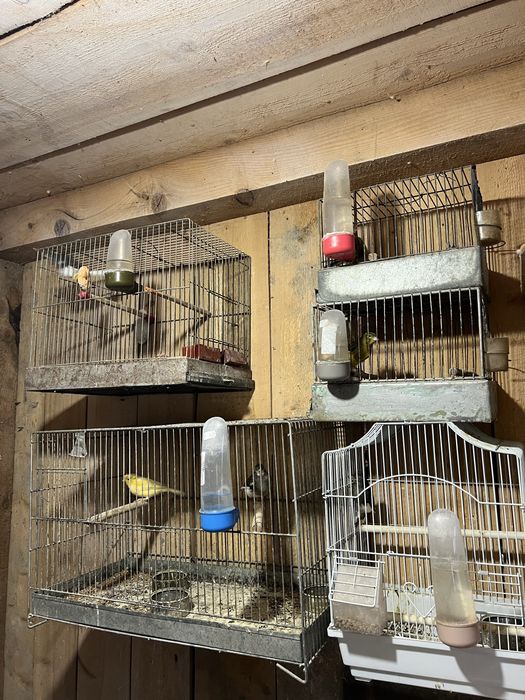 Vând canari, femele şi masculi tineri