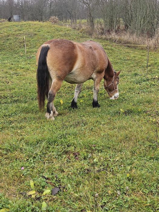 Vând iapa de 7 ani gestanta cu armăsarul.PEPINO a lui Miclea Dorel și