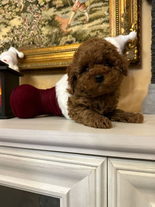 Mascul pudel talie toy,culoare Red Brown