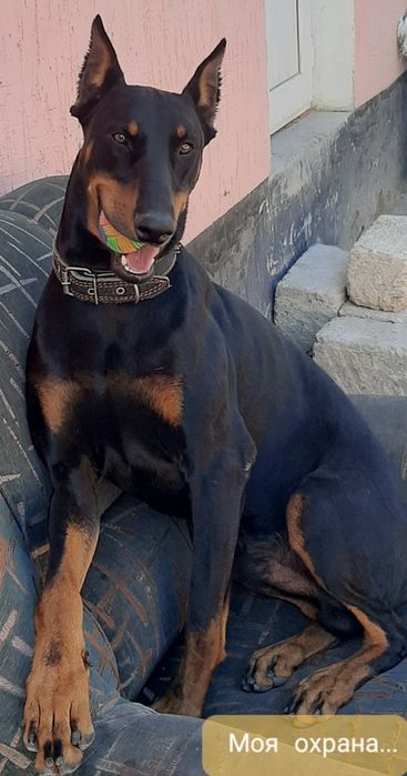 Доберман кабель для вязки