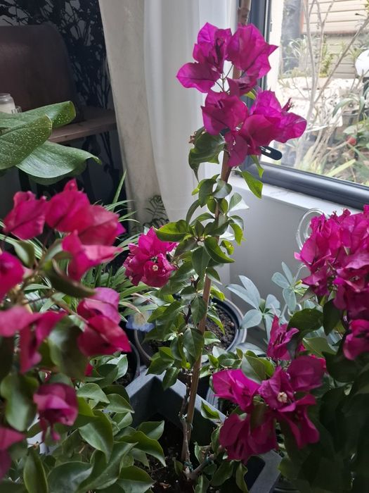 Floare de hartie ciclam 1