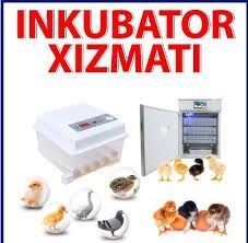 Inkubator remont