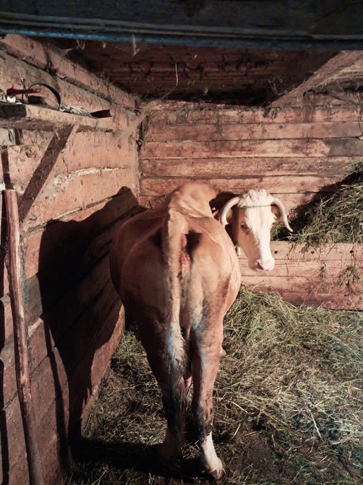 Vând vacă bălțată