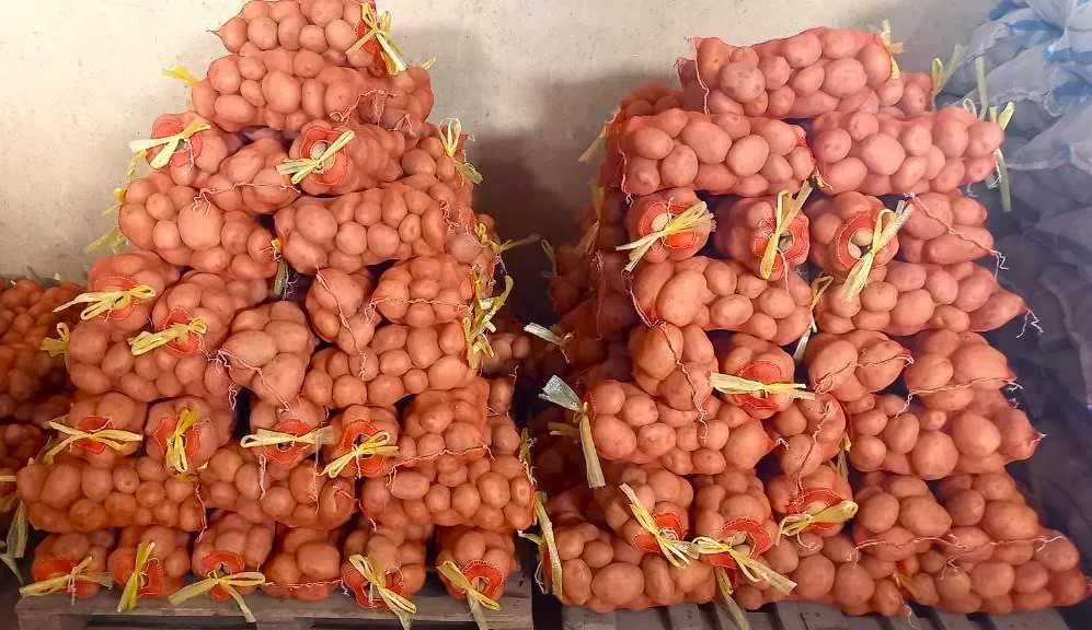 Kartoshka Piyoz Optom