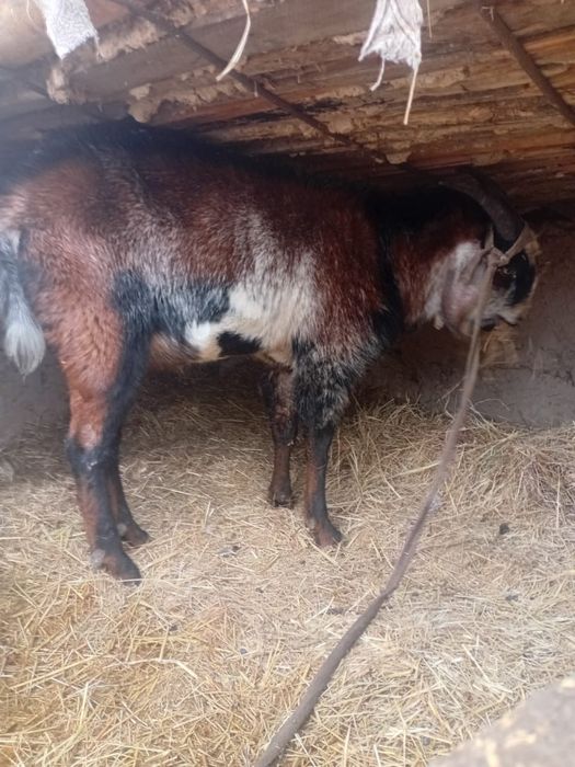 Англонуб таза канды 1 жасар 110000, Зенен таза канды 120000нан,