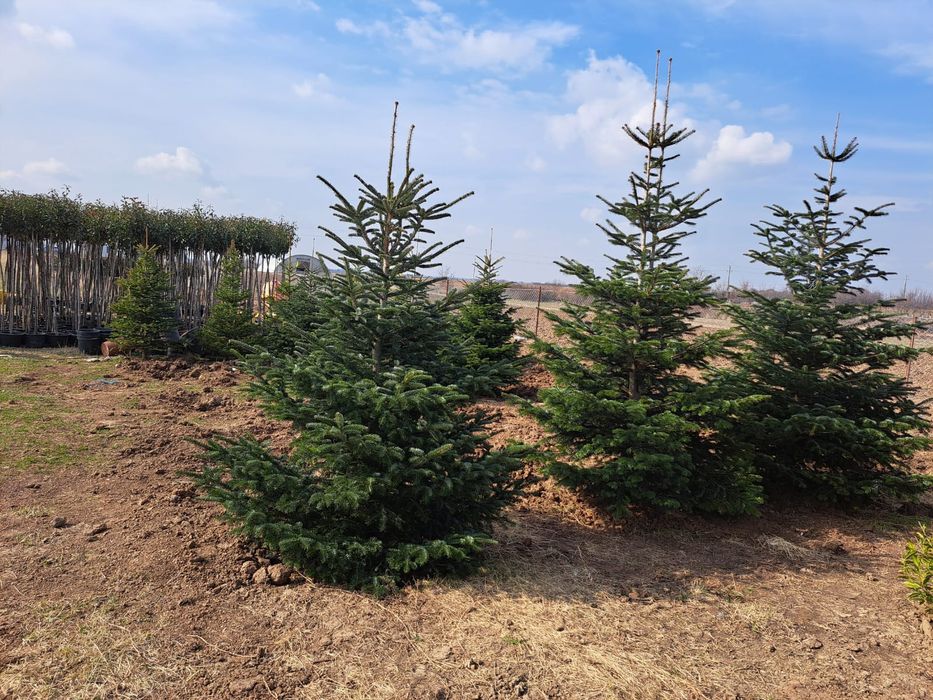 Tuia leylandii brazi arginti etc