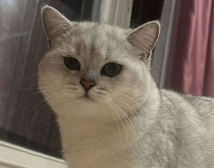 Взяка шикарного кота, шиншилы серебро!