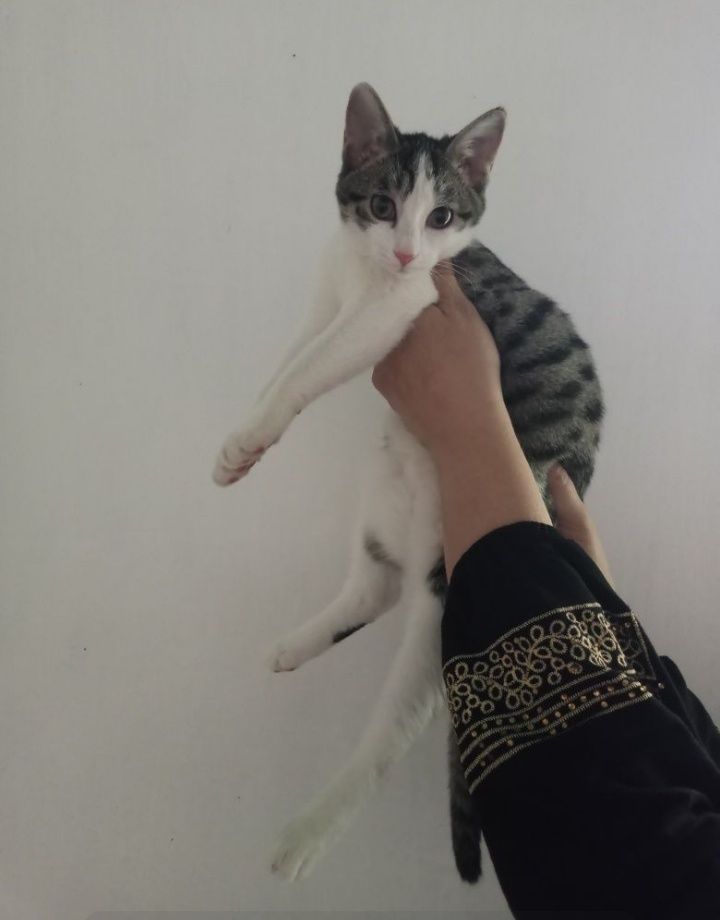 Mushukchalar hadyaga beriladi