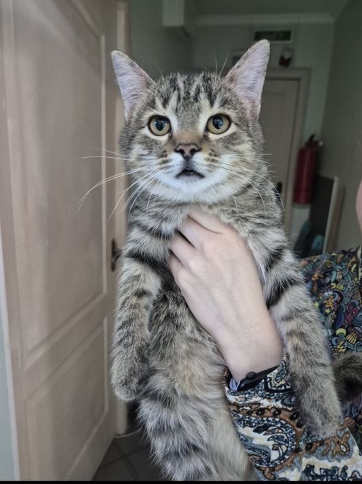 Ежик мечтает жить дома!