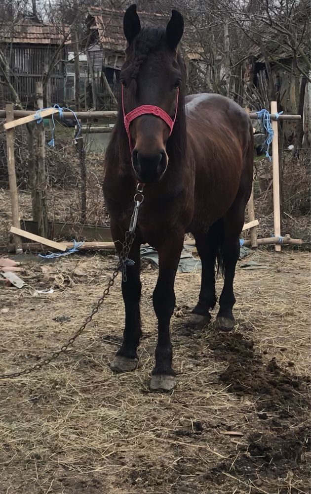 armasar de vanzare foarte buna de ham si blanda