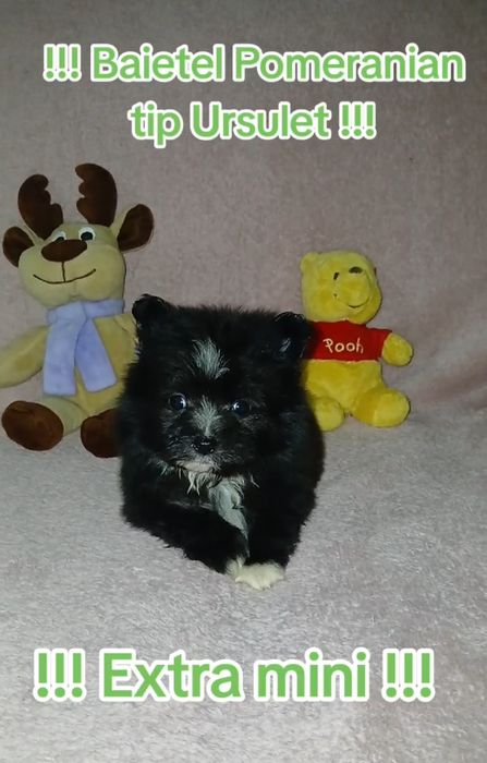 Asigur transport !!! Pui Pomeranian mascul tip Ursulet !!!