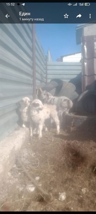 Козылар сатылады