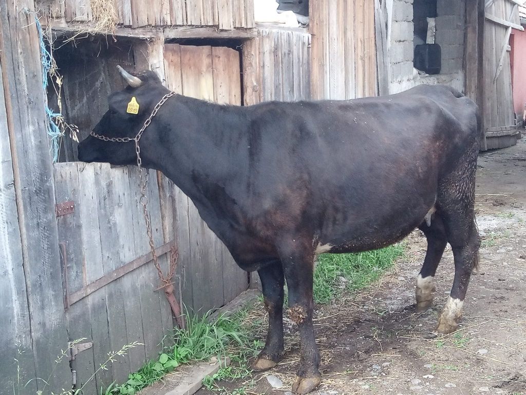 Vind doua vaci tinere cu al doilea vițel gestante în 8 luni