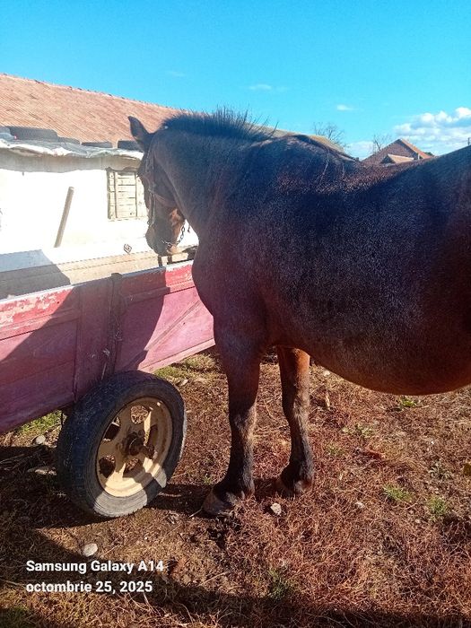 Cal de vanzare Nalatvad Ion Batalan