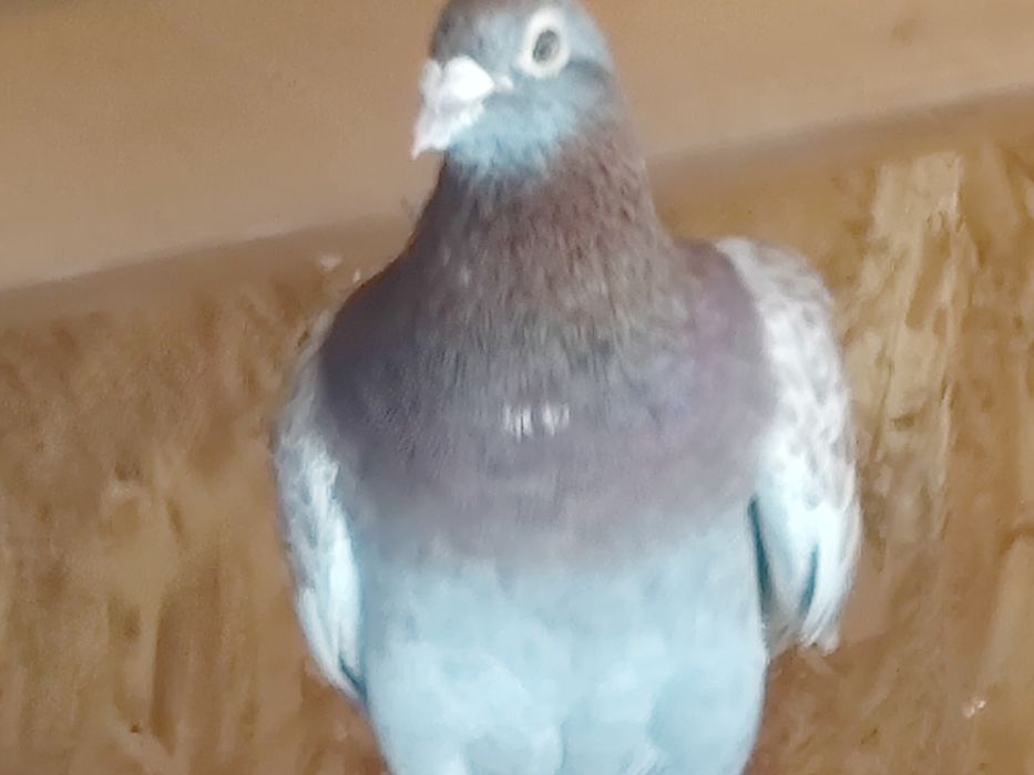 Vând porumbei de anul ăsta și bătrâni sau schimb lot de 30 bucati