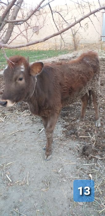 Yosh qisir g'unojinchala