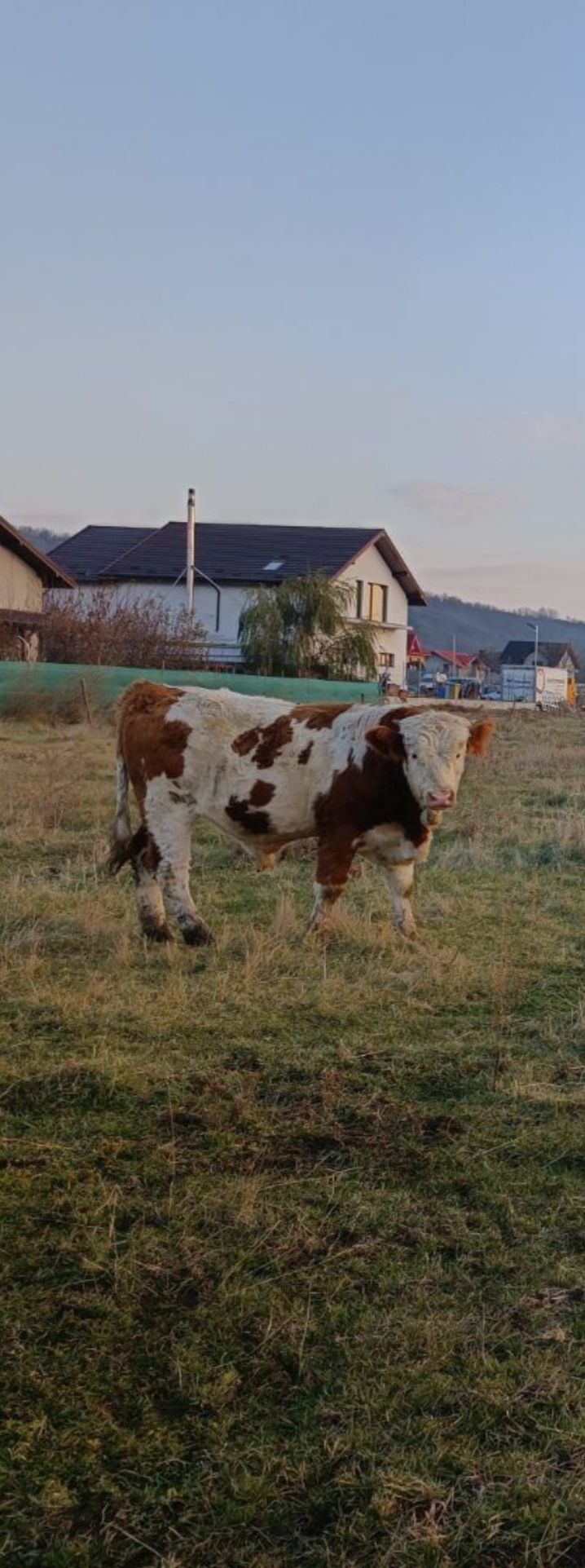 Tăuraș bălțat de tip Simmental