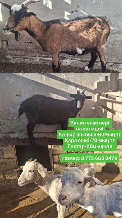 Занин ешкилері/лақтары сатылады