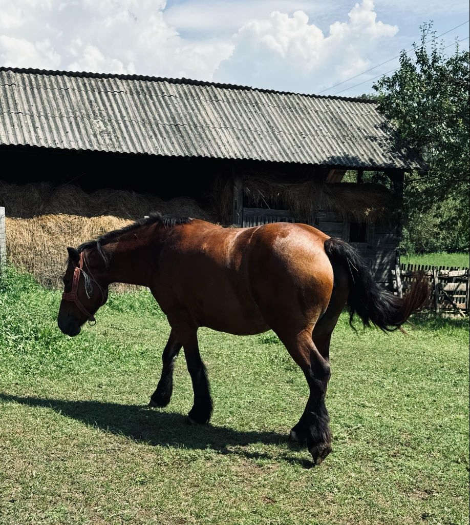 Iapa de vânzare de 5 ani