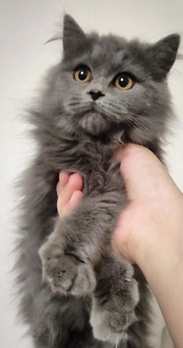 Скоттиш-страйк пушистый