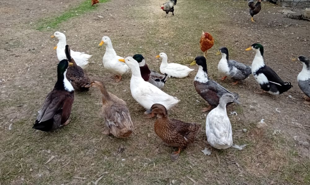 Vând rate, boboci de anul asta