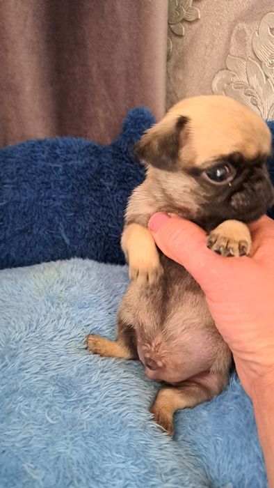 Продаю клубных щенков мопсят