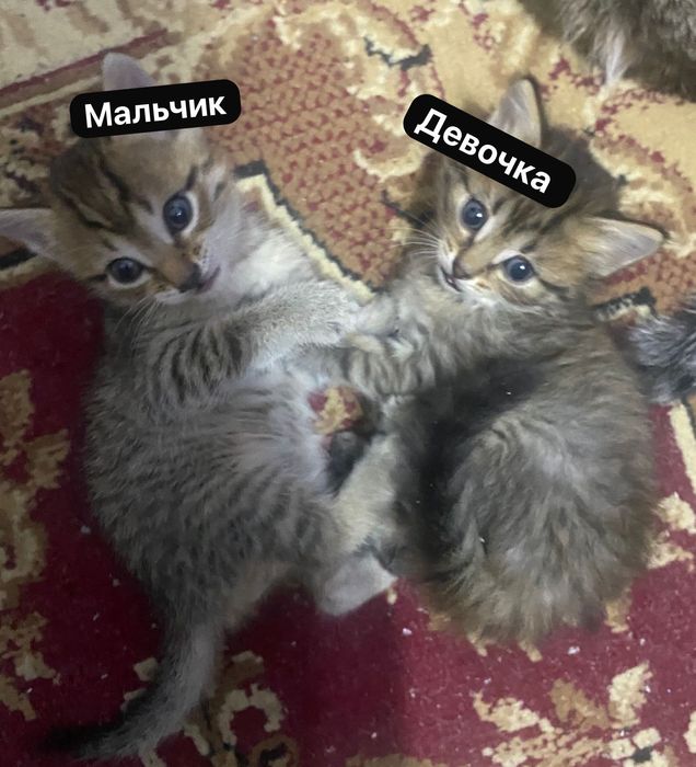 отдам котят в хорошие руки