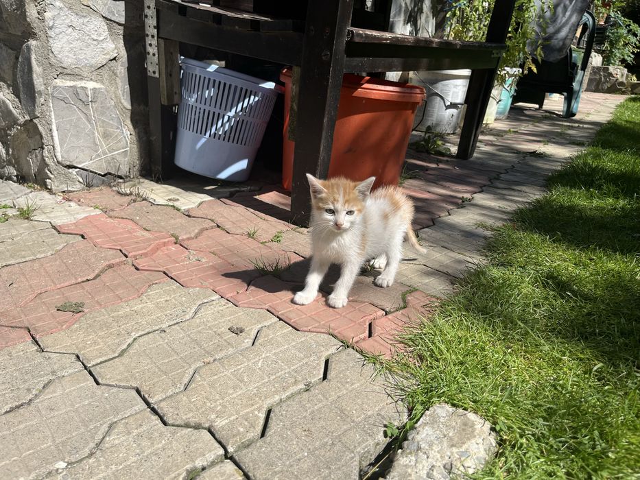 Pisicuțe gratuite pentru adopție responsabilă