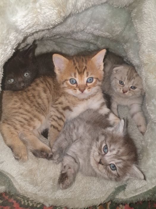 1oylik mushuk bolasi