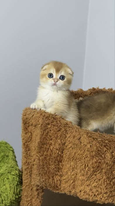 На продаже золотая шиншилла девочка