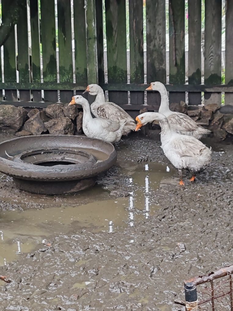 Gâște și gâscani de vânzare