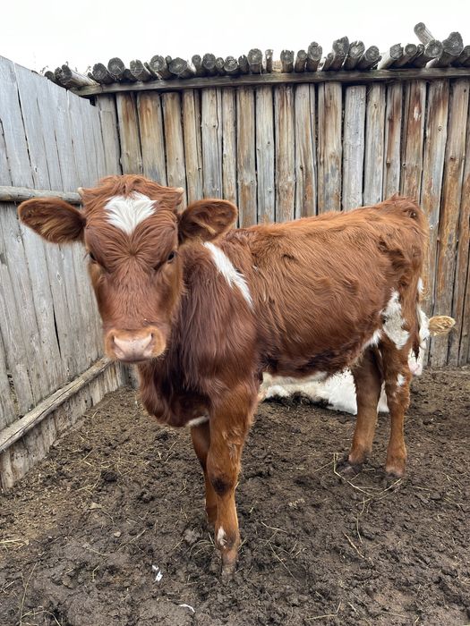 Продам телочку новонежинка