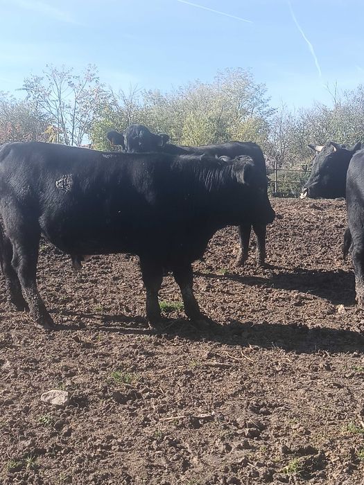 Мъжки телета месодайни