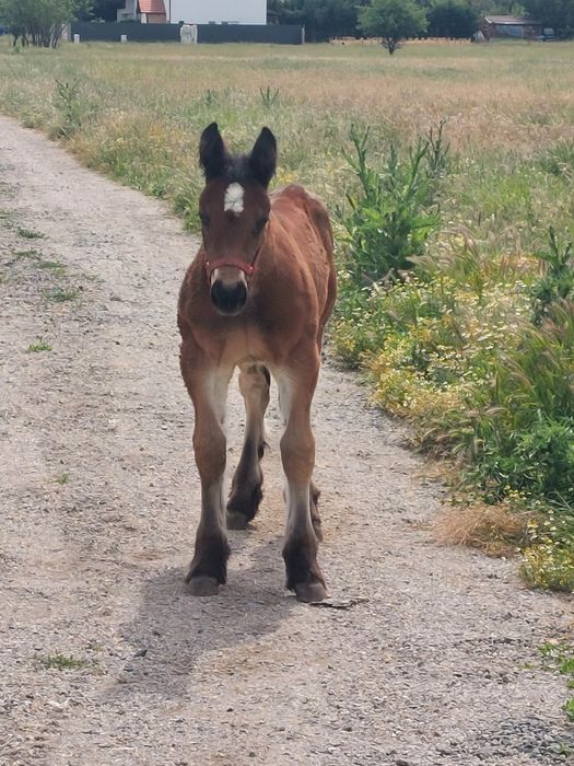 Vand armăsar ardenez de 4 ani