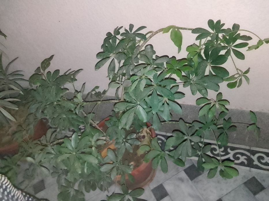 Продаётся цветы в горшках