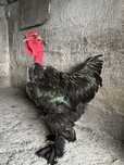 Cocosi brahma gat golas
