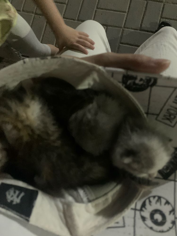 Котята крассивые подарю
