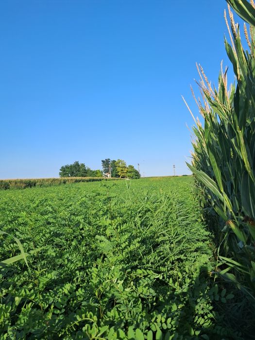 Vând puieți de salcam