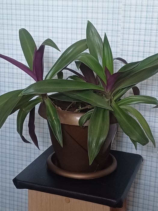 Комнатные цветы продам