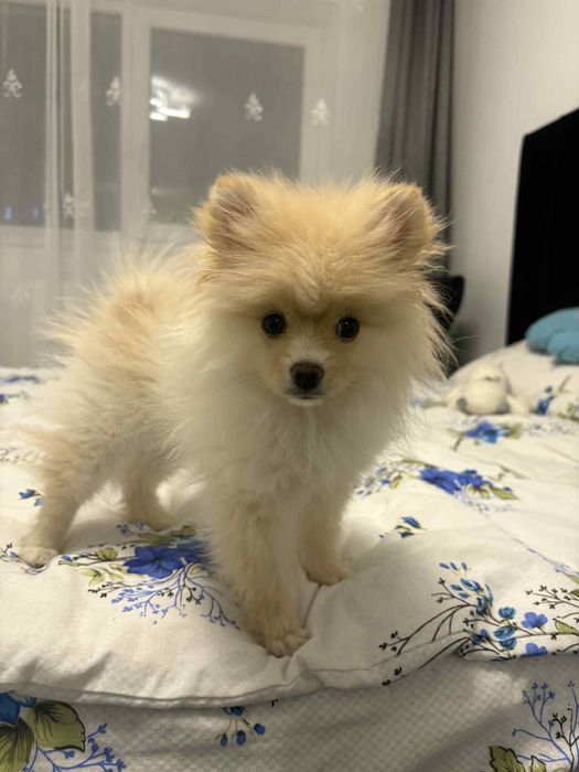 Vând caine rasa Pomeranian