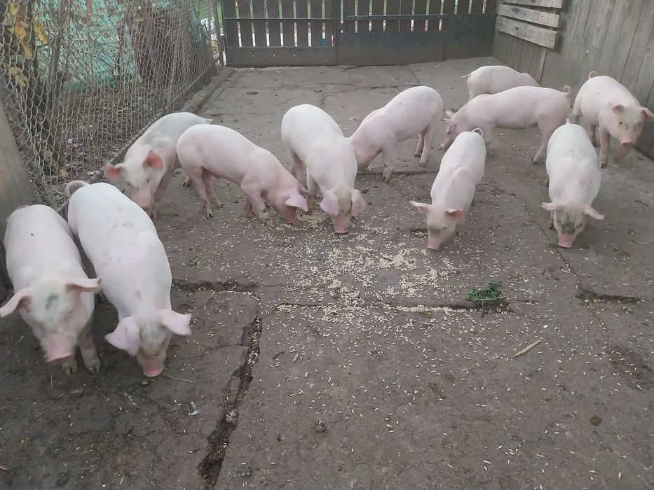 De vanzare lemne de foc!