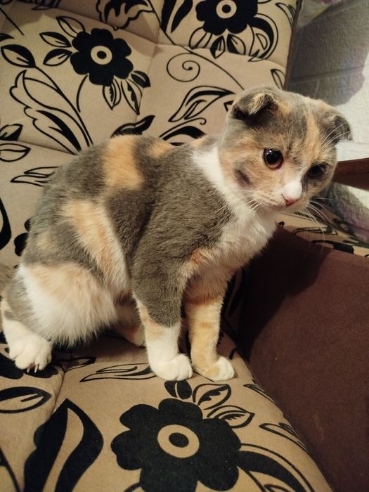 Продается 500 тыс Сергели