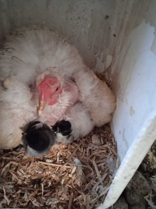 Продам курей есть квочки на яйцах и с цыплятами