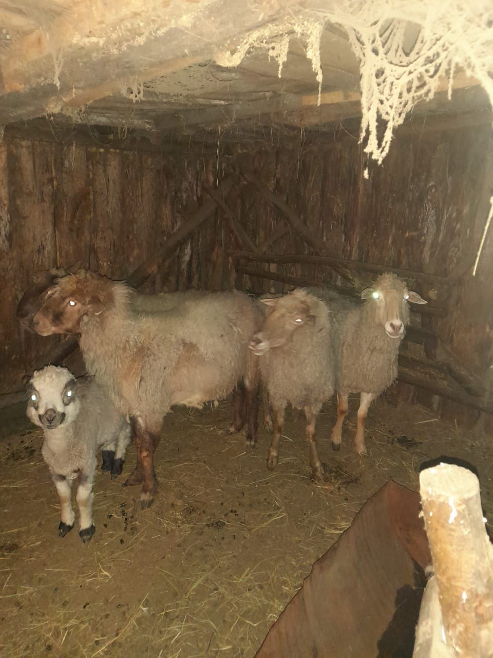 Продам овец 10авцематок с ягнятами,доильный аппарат,циркуляра.