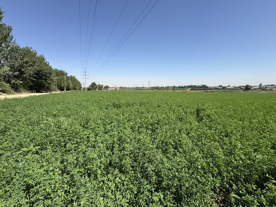 45-50 sm, Beda Silyos uchun