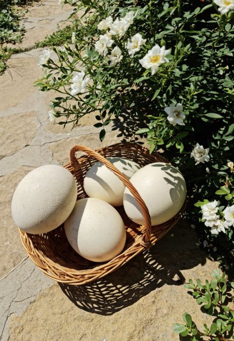 Oua de strut proaspete pentru consum sau incubat