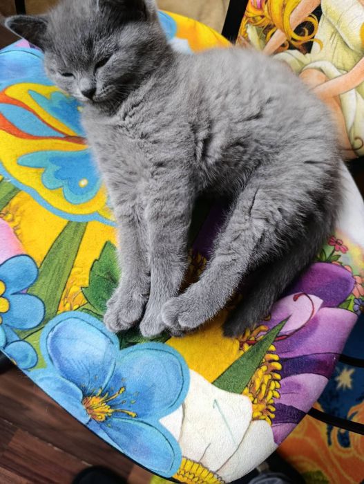 Британски котета