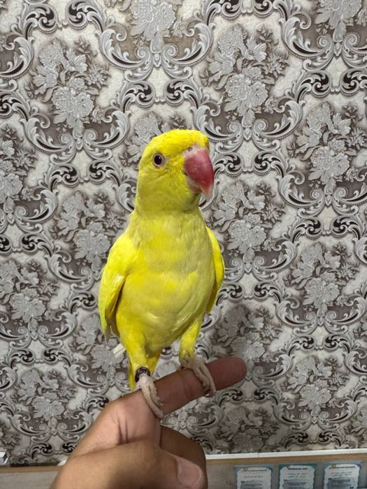 Ручной Говаряшый попугай продам